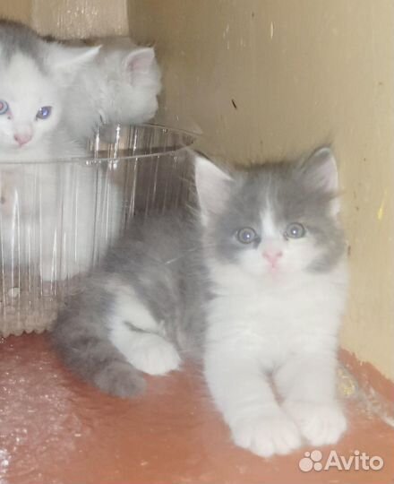 Полупоподистые британцы