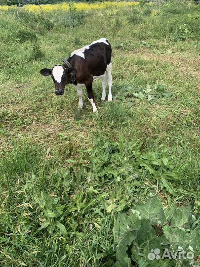 Телята трех месяц