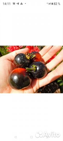 Рассада помидоры, перец, баклажаны, капуста, цветы