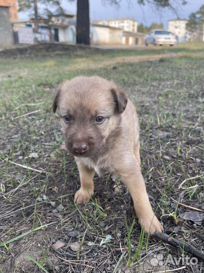 Собака в добрые руки отдам бесплатно