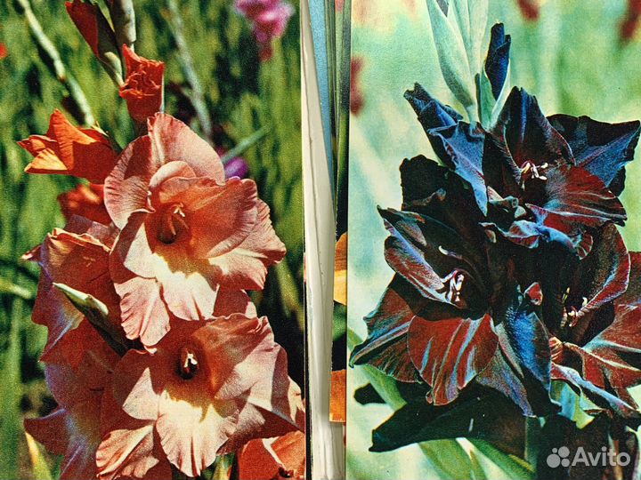 Открытки СССР цветы гладиолусы