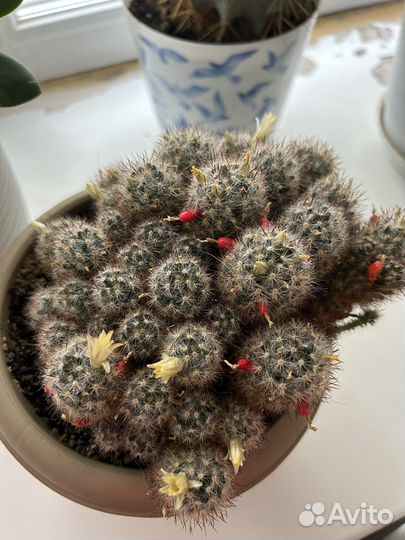 Кактус цветущий