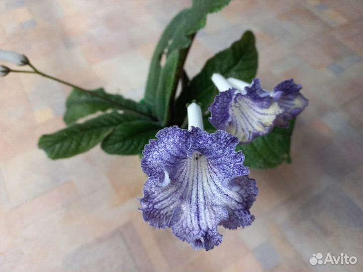 Стрептокарпусы