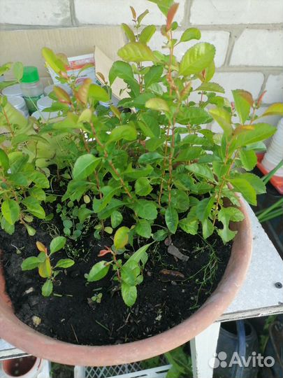 Сакура, айва, спирея, пузыреплодники, калина