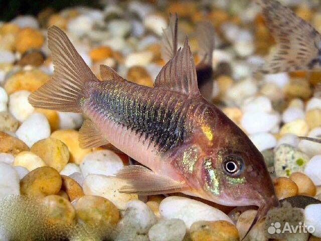 Миролюбивые аквариумные рыбки, водоросли, корма