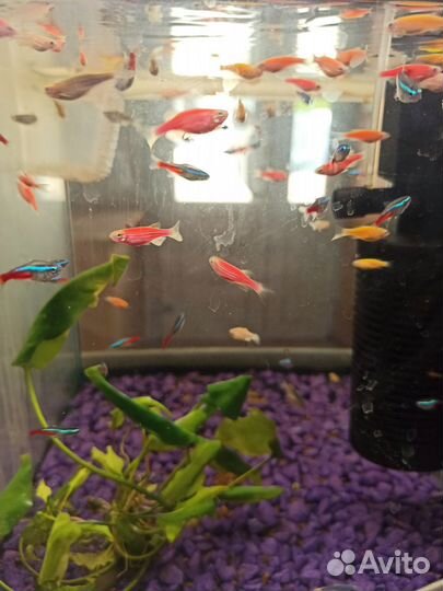 Аквариумные рыбки