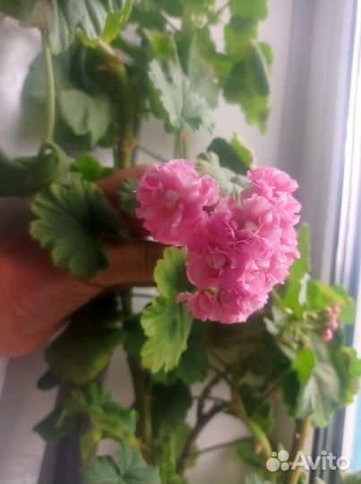 Герань пеларгония