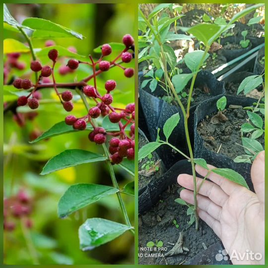 Зантоксилум перечный