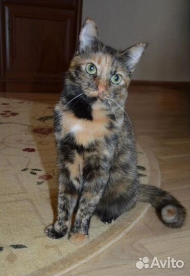 Кошечка Клеопатра