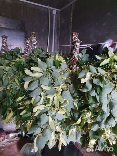 Веники для бани липа