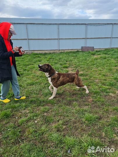 Отдаю метиса алабая Зайчика в дар