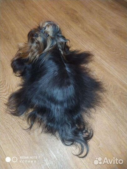 Йоркширский терьер