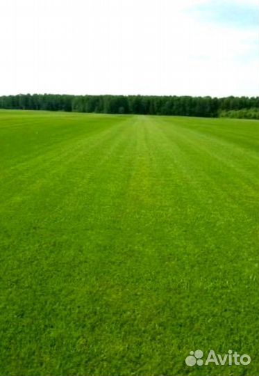 Рулонный газон