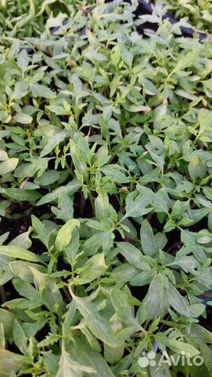 Рассада помидор и перцев