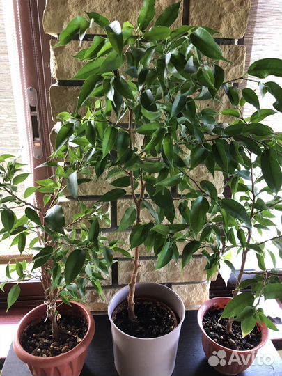 Комнатные растения