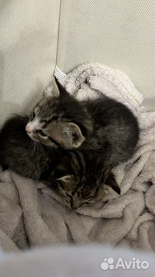 Котята в добрые руки бесплатно