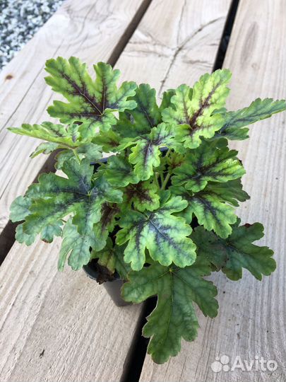 Многолетники садовые