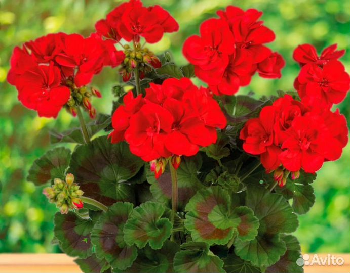 Герань пеларгония