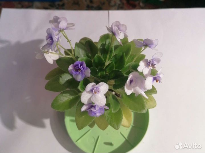 Сортовые фиалки