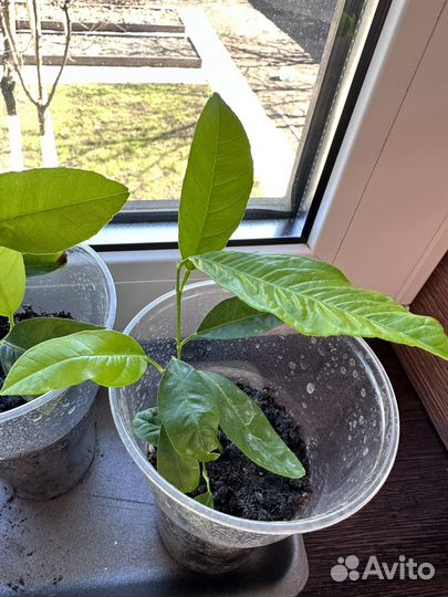 Саженцы мандарина