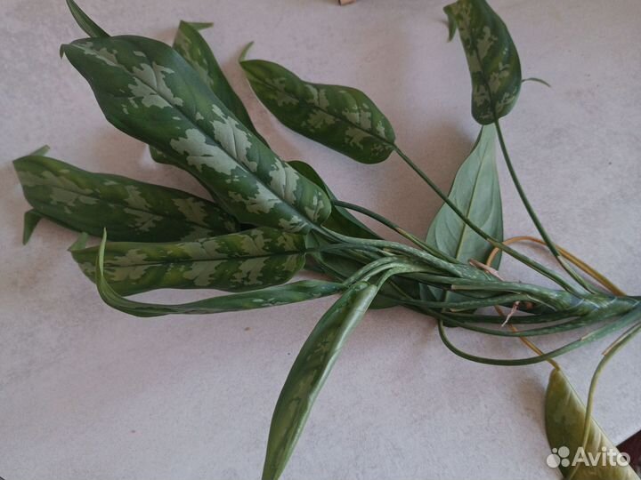 Продам цветы комнатные