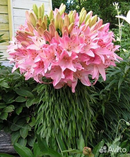 Цветы лилейники