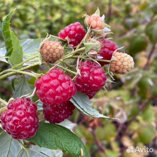 Плодовые деревья