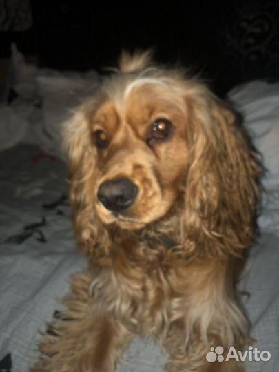 Вязка Кокер спаниель