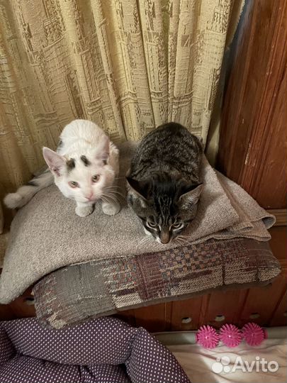 Котята в добрые руки даром