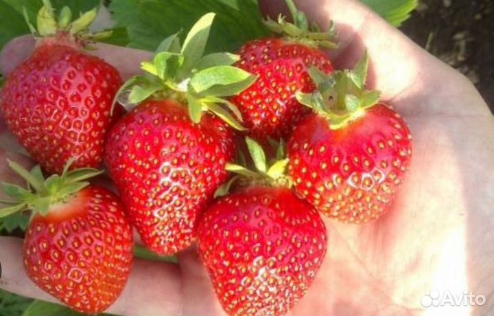 Клубника Джоли