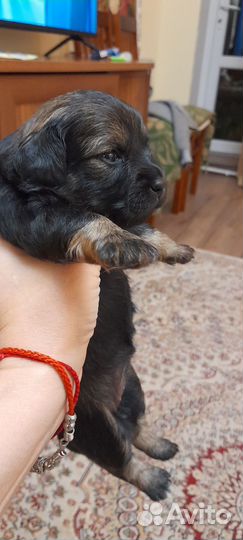 Щенки от маленькой собачки