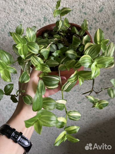 Традесканция желтый холм