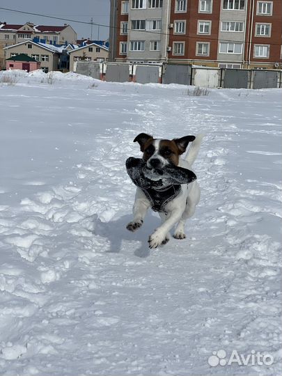 Вязка Джек Рассел терьер