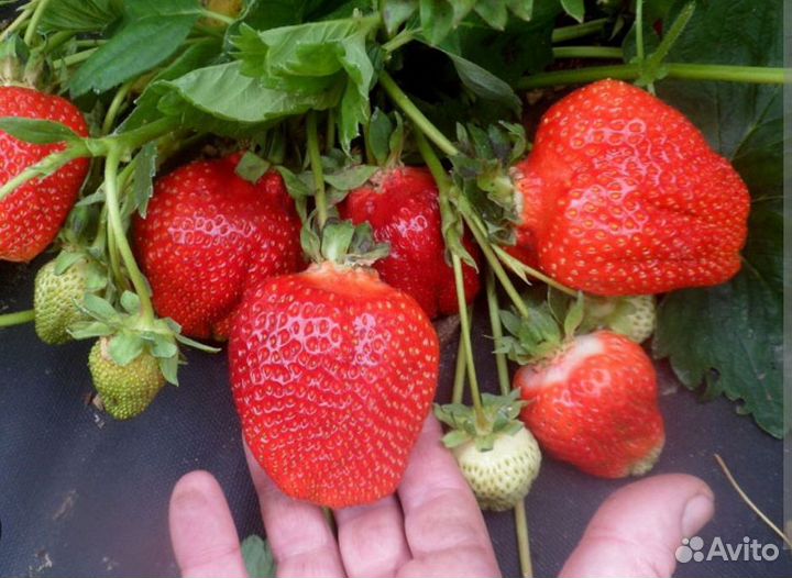 Клубника Азия