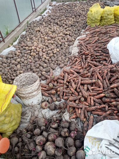 Продам картофель