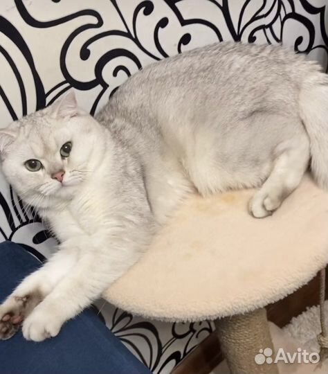 Шотландский кот вязка