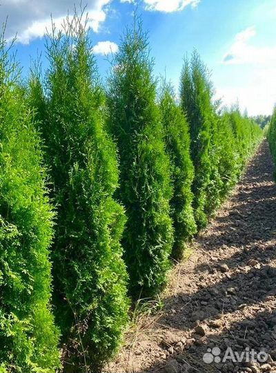 Туя колоновидная (доставка) оптом