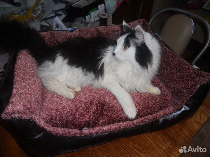 Пошив одежды для животных