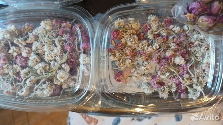 Сухоцветы для творчества