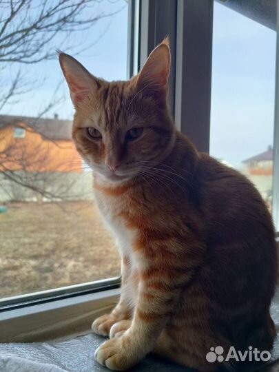 Кот курильский бобтейл