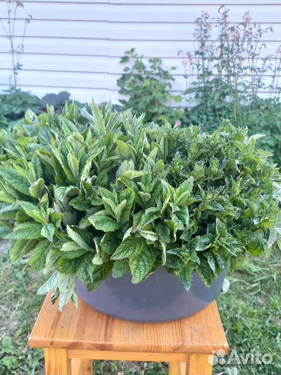 Мята, мелиса свежая веточки