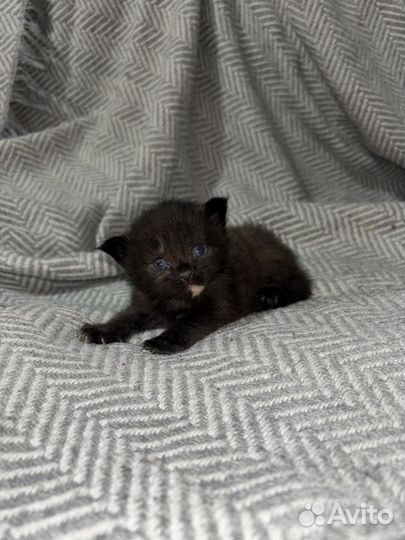 Котята мейн-кун