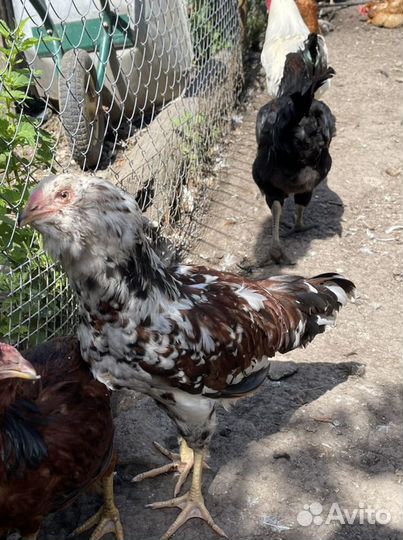 Цыплята -Орловская-ситцевая-Инкубационное яйцо