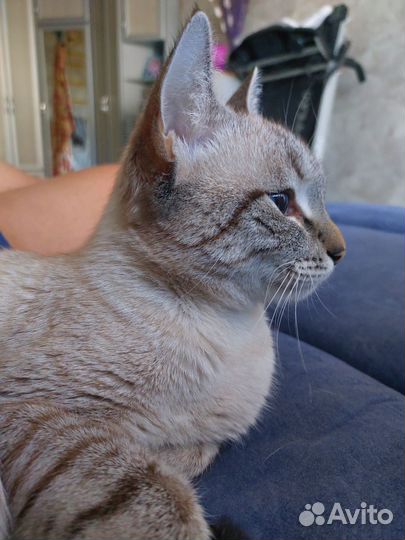 Кошечка подросток