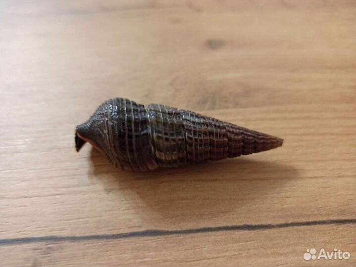 Морская раковина