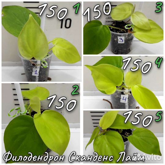 Филодендроны