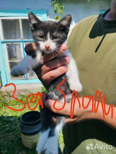 Котята в добрые руки