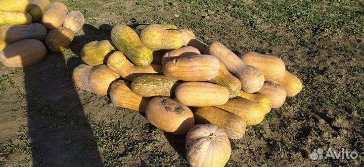 Продам тыкву витаминную