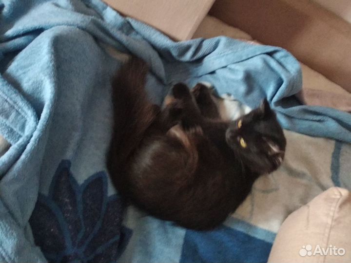 Котята