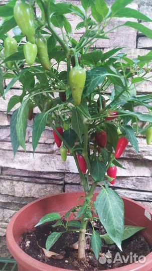 Семена сладкий mini перец Аленький цветочек